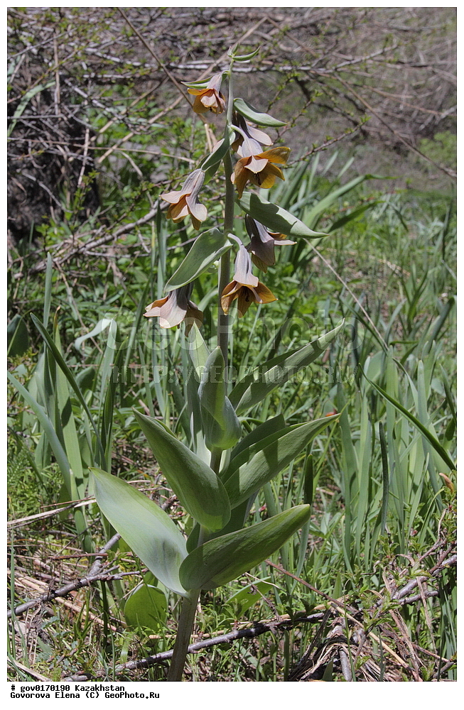 ����-������������� ����������, ����-������������ ��������������� ��������� ����������, ���������, ������� ����, ����������� ����, ��������, �����, ������ ��������, ���������� ��������, ������������ ��������, ������������ ��������, ����������� ��������, �����, ����������� ��������, �����, ����������� ��������, �����������, ������, �����, XYZ, ��������, Liliaceae, ����������� ���������, ������ ���������, Korolkowia sewerzowii, Fritillaria sewerzowii, Korolkowia discolor, ������������ ��������, ������������ ��������, ������������, ������������, ���������� ��������, ���������� ��������, ��������