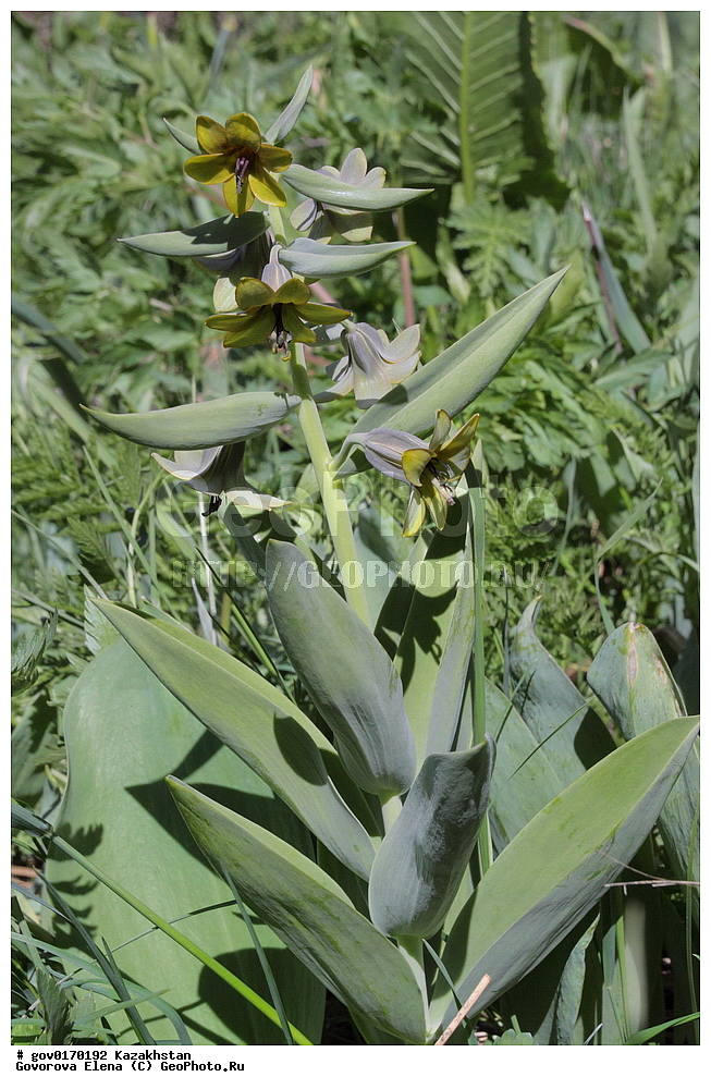 ����-������������� ����������, ����-������������ ��������������� ��������� ����������, ���������, ������� ����, ����������� ����, ��������, �����, ������ ��������, ���������� ��������, ������������ ��������, ������������ ��������, ����������� ��������, �����, ����������� ��������, �����, ����������� ��������, �����������, ������, �����, XYZ, ��������, Liliaceae, ����������� ���������, ������ ���������, Korolkowia sewerzowii, Fritillaria sewerzowii, Korolkowia discolor, ������������ ��������, ������������ ��������, ������������, ������������, ���������� ��������, ���������� ��������, ��������