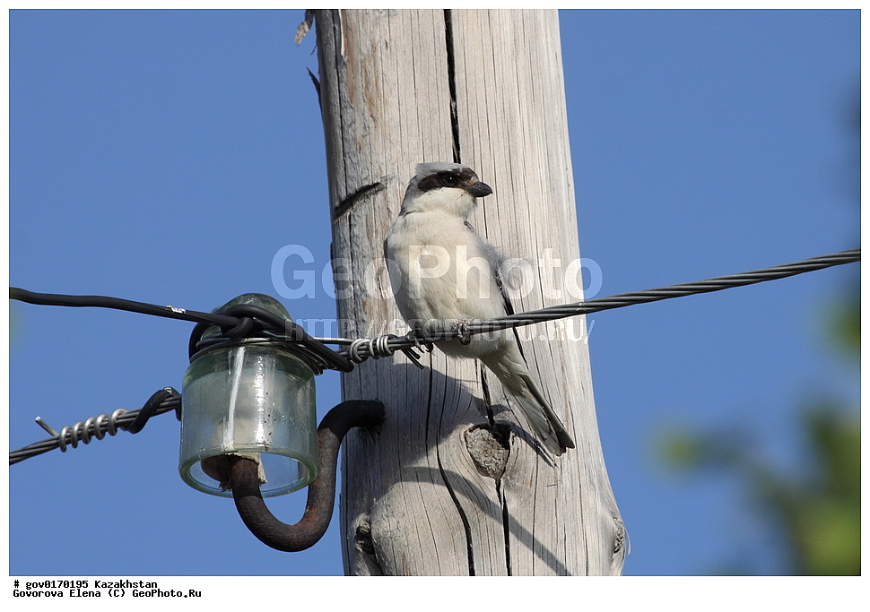 ����-������������� ����������, ����-������������ ��������������� ��������� ����������, ���������, ������� ����, ����������� ����, ��������, ��������, �����, �����, ��������, �����������, XYZ, �������������, Laniidae, ���������� ���������, ������� ���������, Lanius minor