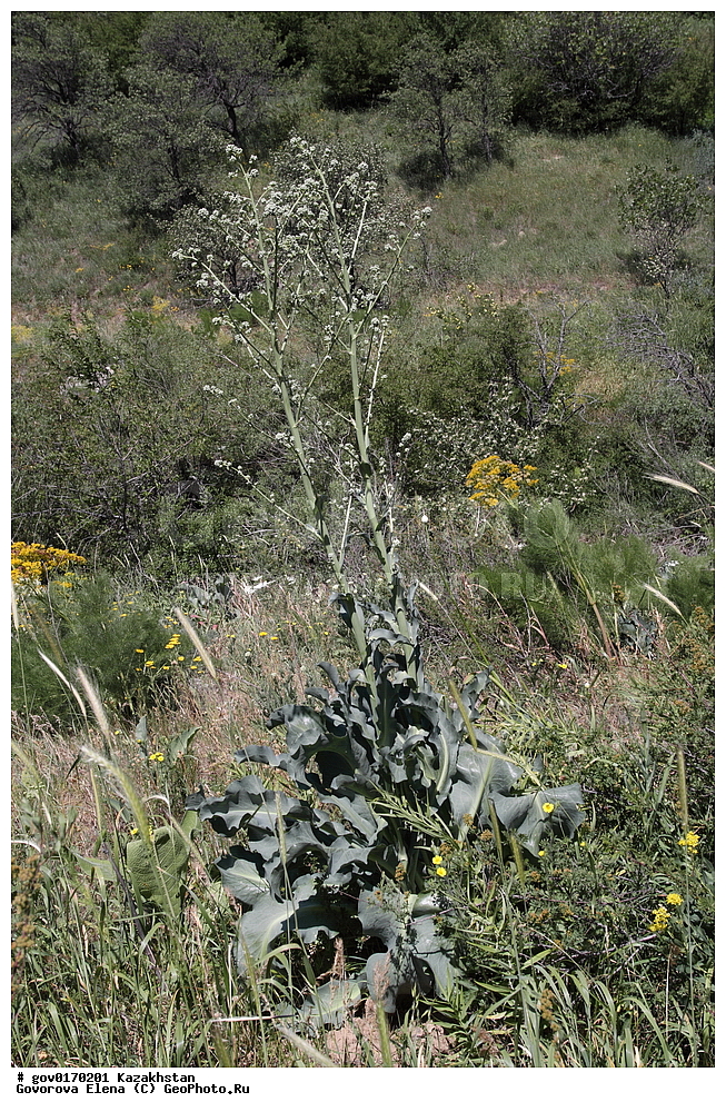 ����-������������� ����������, ����-������������ ��������������� ��������� ����������, ���������, ������� ����, ����������� ����, ��������, �����, ������ ��������, ���������� ��������, ������������ ��������, ������������ ��������, ����������� ��������, �����, ����������� ��������, �����, ����������� ��������, �����������, ������, �����, XYZ, ������������, �����������, Plumbaginaceae, ���������� ����������, ������ ����������, Eremolimon sogdianum, Limonium sogdianum, ������������ ��������, ������������ ��������, ������������, ������������