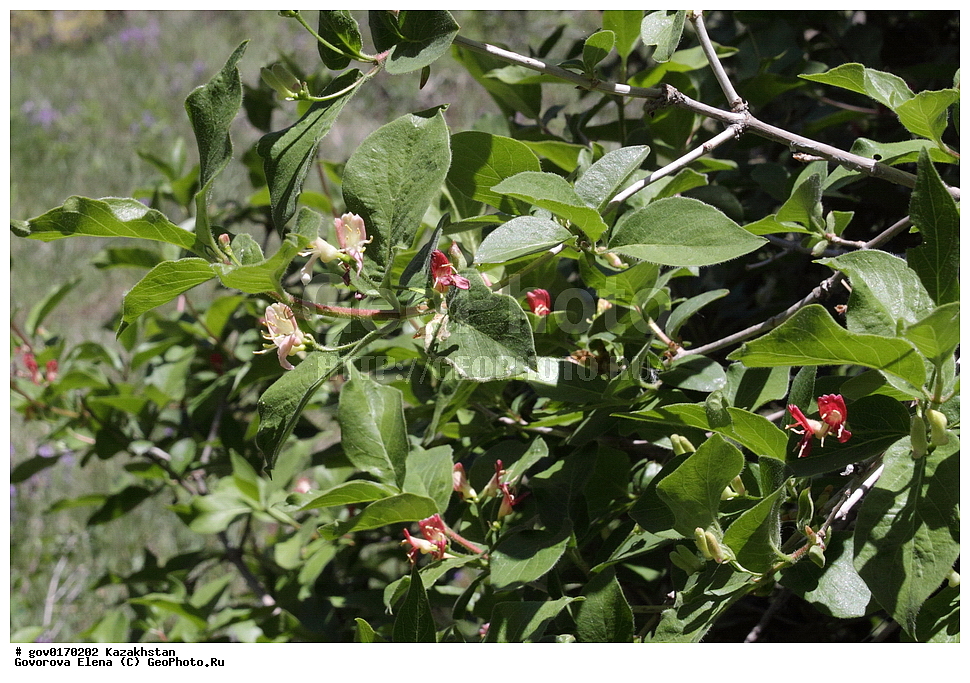 ����-������������� ����������, ����-������������ ��������������� ��������� ����������, ���������, ������� ����, ����������� ����, ��������, �����, ������ ��������, ���������� ��������, ������������ ��������, ������������ ��������, ���������, ����������, ����������� ��������, �����������, ������, �����, XYZ, �����������, ������������, Caprifoliaceae, ��������� ��������, ��������� ������������, Lonicera karelinii, Lonicera heterophylla, ������������ ��������, ������������ ��������, ������������, ������������