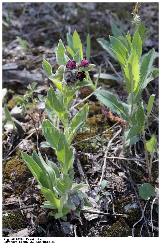 ����-������������� ����������, ����-������������ ��������������� ��������� ����������, ���������, ������� ����, ����������� ����, ��������, �����, ������ ��������, ���������� ��������, ������������ ��������, ������������ ��������, ����������� ��������, �����, ����������� ��������, �����, ����������� ��������, �����������, ������, �����, XYZ, ������������, Boraginaceae, ������������ ���������� ��������, ������� ��������, Macrotomia ugamensis, Arnebia ugamensis, ������������ ��������, ������������ ��������, ������������, ������������