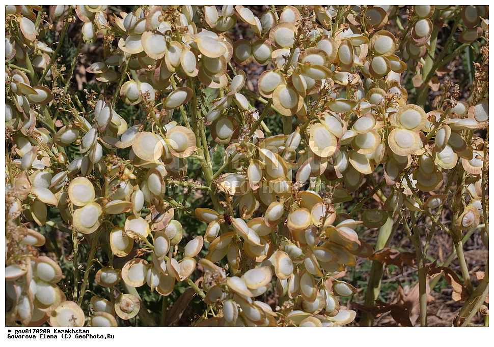 ����-������������� ����������, ����-������������ ��������������� ��������� ����������, ���������, ������� ����, ����������� ����, ��������, �����, ������ ��������, ���������� ��������, ������������ ��������, ������������ ��������, ����������� ��������, �����, ����������� ��������, �����, ����������� ��������, �����������, ������, �����, XYZ, ���������, ����������, �������������, Brassicaceae, Cruciferae, ������ ���������, ������ ��������, ������������� ��������, ������������� ����������, ���������� ��������, Megacarpaea orbiculata, ������������ ��������, ������������ ��������, ������������, ������������