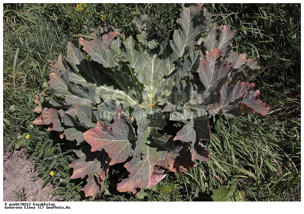 ����-������������� ����������, ����-������������ ��������������� ��������� ����������, ���������, ������� ����, ����������� ����, ��������, �����, ������ ��������, ���������� ��������, ������������ ��������, ������������ ��������, ����������� ��������, �����, ����������� ��������, �����, ����������� ��������, �����������, ������, �����, XYZ, ���������, ����������, �������������, Brassicaceae, Cruciferae, ������ ���������, ������ ��������, ������������� ��������, ������������� ����������, ���������� ��������, Megacarpaea orbiculata, ������������ ��������, ������������ ��������, ������������, ������������