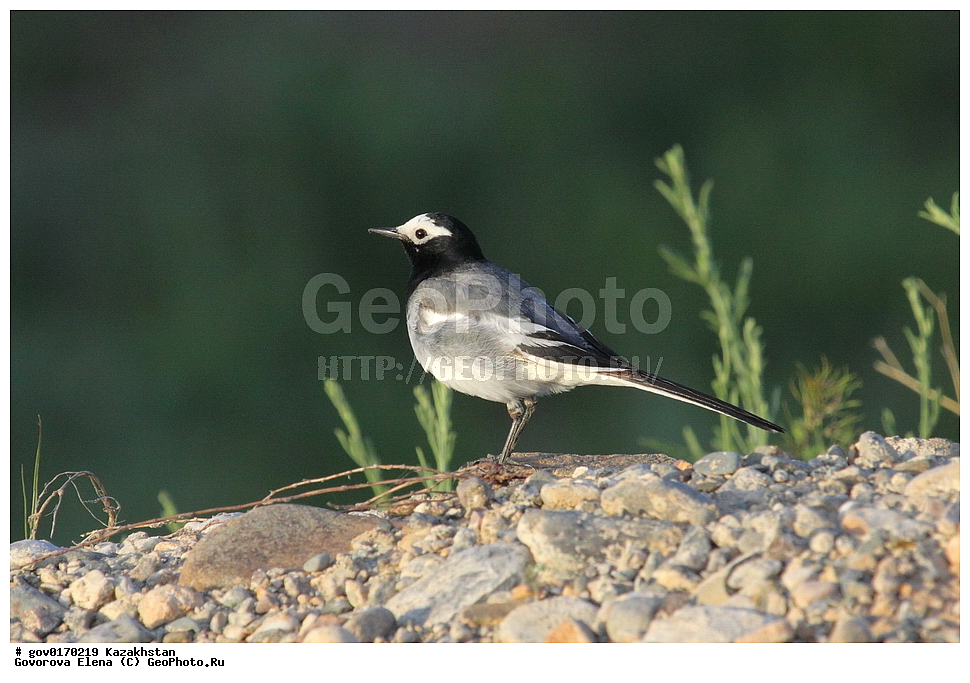 ����-������������� ����������, ����-������������ ��������������� ��������� ����������, ���������, ������� ����, ����������� ����, ��������, ��������, �����, �����, ��������, �����������, XYZ, �������������, Motacillidae, ������������� ����������, Motacilla personata