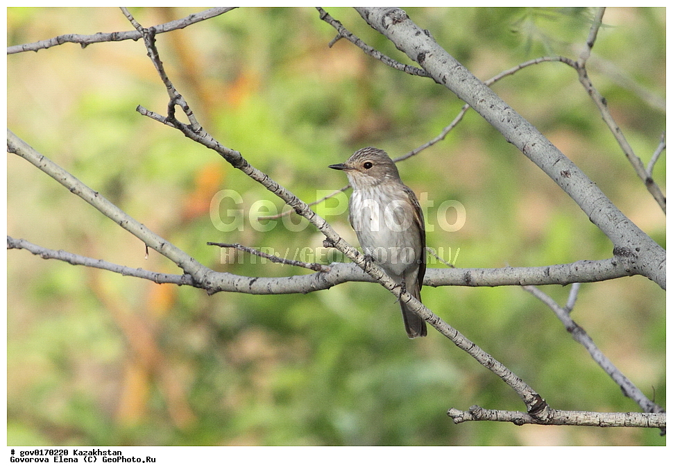 ����-������������� ����������, ����-������������ ��������������� ��������� ����������, ���������, ������� ����, ����������� ����, ��������, ��������, �����, �����, ��������, �����������, XYZ, ������������, Muscicapidae, ����� ���������, Muscicapa striata