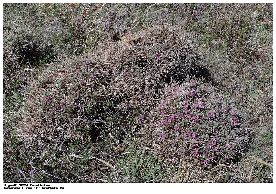 ����-������������� ����������, ����-������������ ��������������� ��������� ����������, ���������, ������� ����, ����������� ����, ��������, �����, ������ ��������, ���������� ��������, ������������ ��������, ������������ ��������, ����������� ��������, �����, ����������� ��������, �����, ����������� ��������, �����������, ������, �����, XYZ, �������, �����������, Fabaceae, Fabaceae, Leguminosae, Papilionaceae, �������� ������, �������� ����������, �������� �������, Onobrychis echidna, Onobrychis darwasica, ������������ ��������, ������������ ��������, ������������, ������������