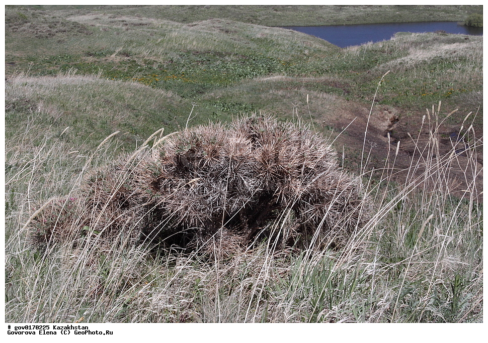 ����-������������� ����������, ����-������������ ��������������� ��������� ����������, ���������, ������� ����, ����������� ����, ��������, �����, ������ ��������, ���������� ��������, ������������ ��������, ������������ ��������, ����������� ��������, �����, ����������� ��������, �����, ����������� ��������, �����������, ������, �����, XYZ, �������, �����������, Fabaceae, Fabaceae, Leguminosae, Papilionaceae, �������� ������, �������� ����������, �������� �������, Onobrychis echidna, Onobrychis darwasica, ������������ ��������, ������������ ��������, ������������, ������������