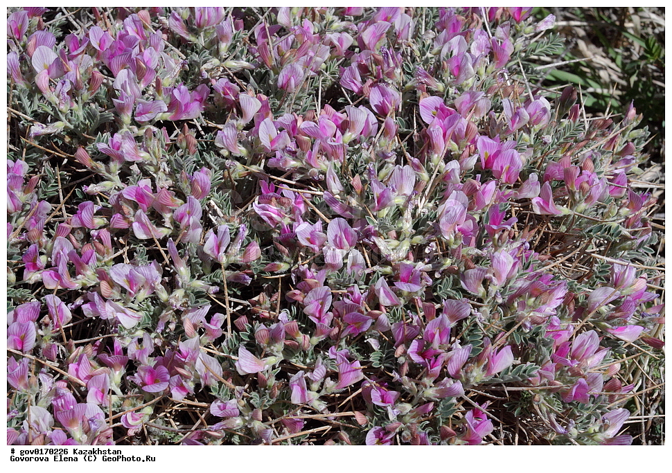 ����-������������� ����������, ����-������������ ��������������� ��������� ����������, ���������, ������� ����, ����������� ����, ��������, �����, ������ ��������, ���������� ��������, ������������ ��������, ������������ ��������, ����������� ��������, �����, ����������� ��������, �����, ����������� ��������, �����������, ������, �����, XYZ, �������, �����������, Fabaceae, Fabaceae, Leguminosae, Papilionaceae, �������� ������, �������� ����������, �������� �������, Onobrychis echidna, Onobrychis darwasica, ������������ ��������, ������������ ��������, ������������, ������������