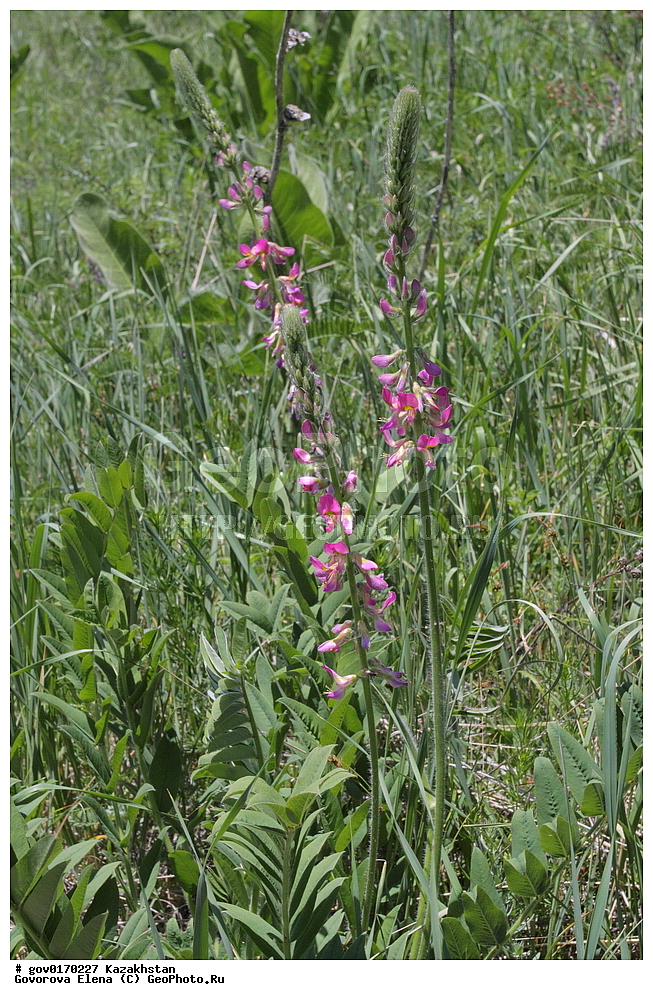 ����-������������� ����������, ����-������������ ��������������� ��������� ����������, ���������, ������� ����, ����������� ����, ��������, �����, ������ ��������, ���������� ��������, ������������ ��������, ������������ ��������, ����������� ��������, �����, ����������� ��������, �����, ����������� ��������, �����������, ������, �����, XYZ, �������, �����������, Fabaceae, Fabaceae, Leguminosae, Papilionaceae, �������� �������, �������� �������, Onobrychis grandis, ������������ ��������, ������������ ��������, ������������, ������������