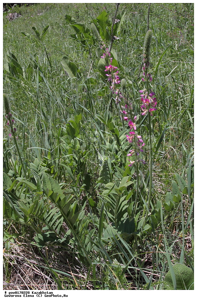 ����-������������� ����������, ����-������������ ��������������� ��������� ����������, ���������, ������� ����, ����������� ����, ��������, �����, ������ ��������, ���������� ��������, ������������ ��������, ������������ ��������, ����������� ��������, �����, ����������� ��������, �����, ����������� ��������, �����������, ������, �����, XYZ, �������, �����������, Fabaceae, Fabaceae, Leguminosae, Papilionaceae, �������� �������, �������� �������, Onobrychis grandis, ������������ ��������, ������������ ��������, ������������, ������������