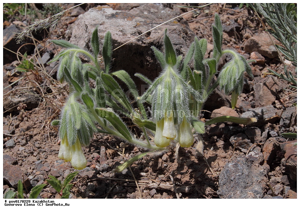 ����-������������� ����������, ����-������������ ��������������� ��������� ����������, ���������, ������� ����, ����������� ����, ��������, �����, ������ ��������, ���������� ��������, ������������ ��������, ������������ ��������, ����������� ��������, �����, ����������� ��������, �����, ����������� ��������, �����������, ������, �����, XYZ, ������������, Boraginaceae, ������������, ������ ����������, Onosma dichroantha, Onosma setosa var. dichroantha, ������������ ��������, ������������ ��������, ������������, ������������