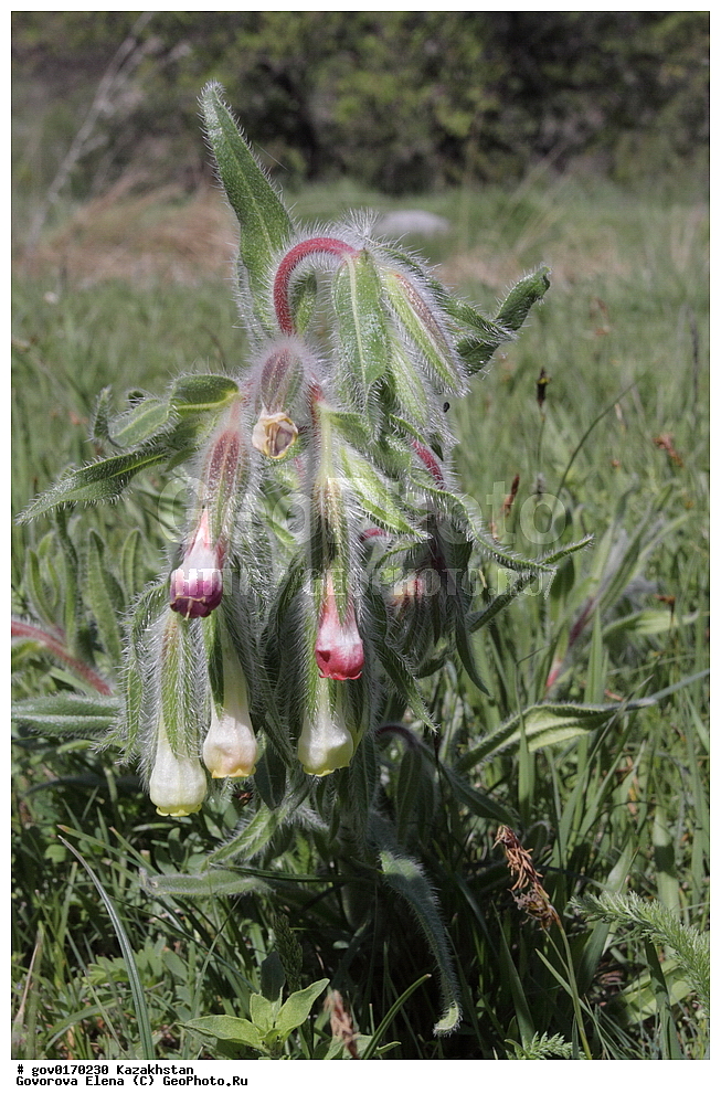 ����-������������� ����������, ����-������������ ��������������� ��������� ����������, ���������, ������� ����, ����������� ����, ��������, �����, ������ ��������, ���������� ��������, ������������ ��������, ������������ ��������, ����������� ��������, �����, ����������� ��������, �����, ����������� ��������, �����������, ������, �����, XYZ, ������������, Boraginaceae, ������������, ������ ����������, Onosma dichroantha, Onosma setosa var. dichroantha, ������������ ��������, ������������ ��������, ������������, ������������