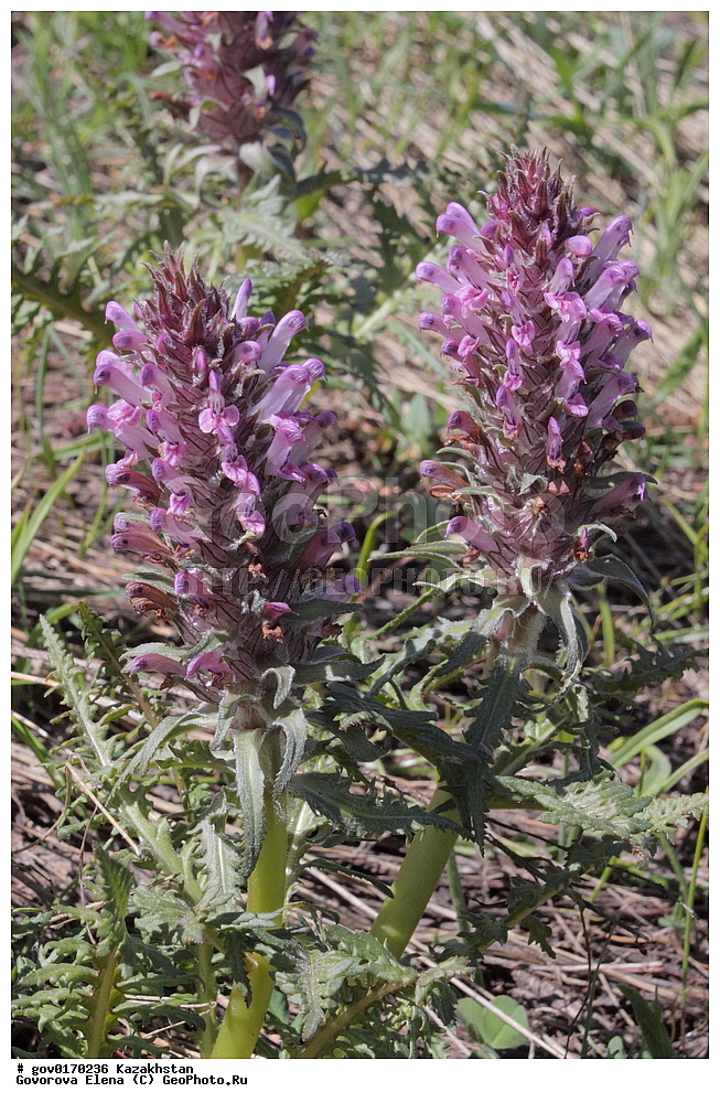 ����-������������� ����������, ����-������������ ��������������� ��������� ����������, ���������, ������� ����, ����������� ����, ��������, �����, ������ ��������, ���������� ��������, ������������ ��������, ������������ ��������, ����������� ��������, �����, ����������� ��������, �����, ����������� ��������, �����������, ������, �����, XYZ, ������������, Scrophulariaceae, ������ �����, Pedicularis olgae, ������������ ��������, ������������ ��������, ������������, ������������