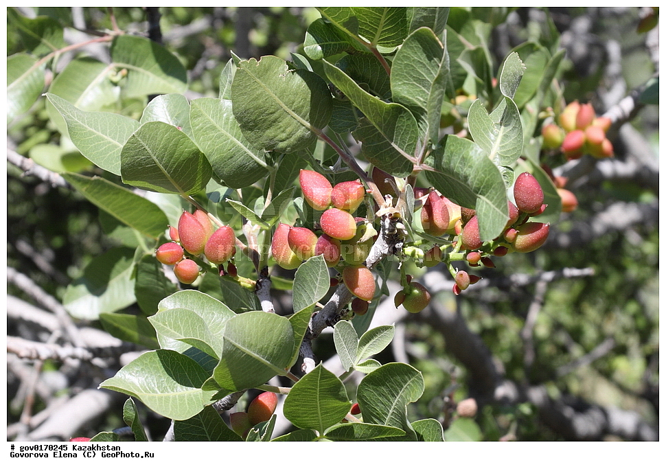 ����-������������� ����������, ����-������������ ��������������� ��������� ����������, ���������, ������� ����, ����������� ����, ��������, �����, ������ ��������, ���������� ��������, ������������ ��������, ������������ ��������, ������, ����������� ��������, �����������, XYZ, ������������, ���������, Anacardiaceae, �������� ���������, �������� �����������, ����������� ������, Pistacia vera