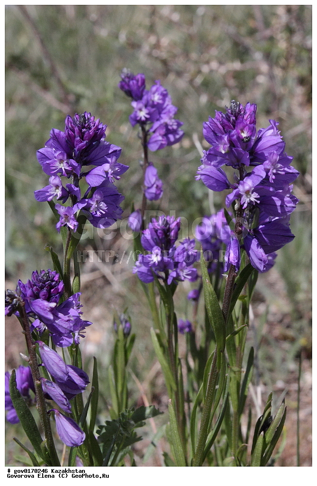 ����-������������� ����������, ����-������������ ��������������� ��������� ����������, ���������, ������� ����, ����������� ����, ��������, �����, ������ ��������, ���������� ��������, ������������ ��������, ������������ ��������, ����������� ��������, �����, ����������� ��������, �����, ����������� ��������, �����������, ������, �����, XYZ, ���������, Polygalaceae, ������������, ����� ��������, ����� ���������, Polygala comosa, Polygala comosa var. hybrida, Polygala hybrida, ������������ ��������, ������������ ��������, ������������, ������������