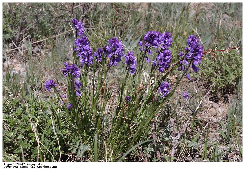 ����-������������� ����������, ����-������������ ��������������� ��������� ����������, ���������, ������� ����, ����������� ����, ��������, �����, ������ ��������, ���������� ��������, ������������ ��������, ������������ ��������, ����������� ��������, �����, ����������� ��������, �����, ����������� ��������, �����������, ������, �����, XYZ, ���������, Polygalaceae, ������������, ����� ��������, ����� ���������, Polygala comosa, Polygala comosa var. hybrida, Polygala hybrida, ������������ ��������, ������������ ��������, ������������, ������������