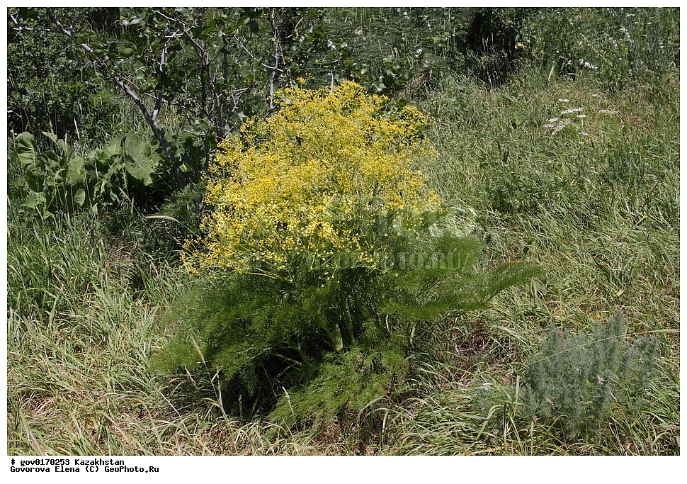 ����-������������� ����������, ����-������������ ��������������� ��������� ����������, ���������, ������� ����, ����������� ����, ��������, �����, ������ ��������, ���������� ��������, ������������ ��������, ������������ ��������, ����������� ��������, �����, ����������� ��������, �����, ����������� ��������, �����������, ������, �����, XYZ, ���������, ������������, ������������, Umbelliferae, Apiaceae, ������� ��������, ������� ������������, ������� �������, ����, Prangos pabularia, Cachrys pabularia, Koelzella pabularia, Prangos hissarica, Prangos sarawschanica, ������������ ��������, ������������ ��������, ������������, ������������