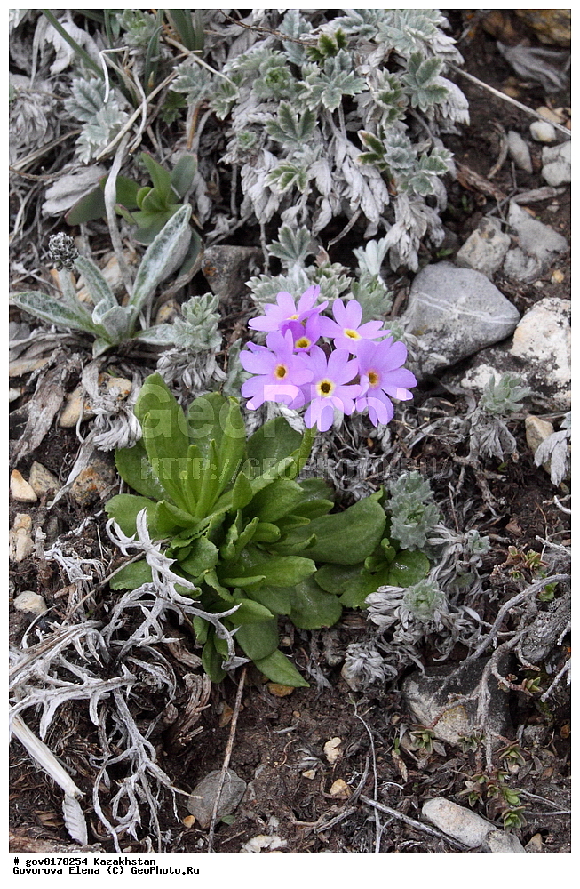 ����-������������� ����������, ����-������������ ��������������� ��������� ����������, ���������, ������� ����, ����������� ����, ��������, �����, ������ ��������, ���������� ��������, ������������ ��������, ������������ ��������, ����������� ��������, �����, ����������� ��������, �����, ����������� ��������, �����������, ������, �����, XYZ, ������������, ����������, Primulaceae, ��������� ��������, ������� ��������, Primula algida, Aleuritia algida, ������������ ��������, ������������ ��������, ������������, ������������