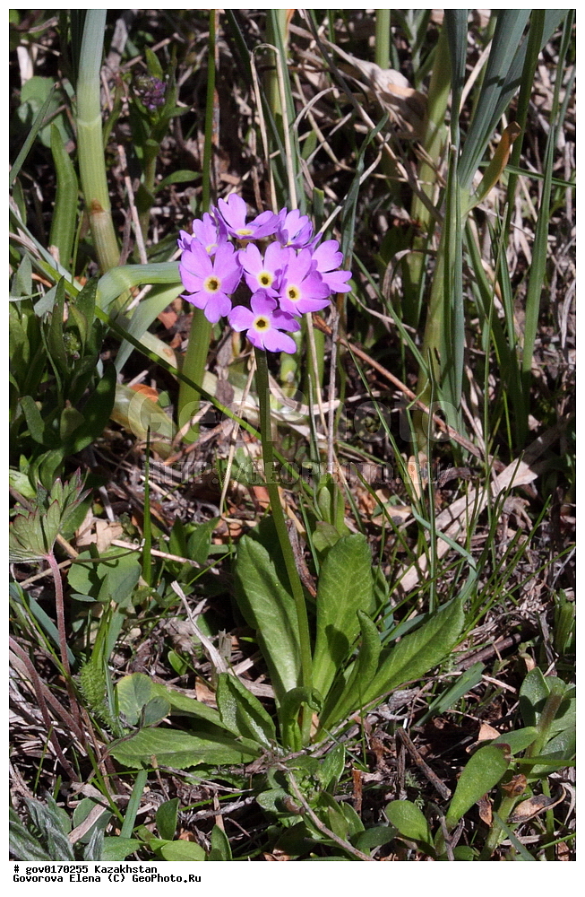 ����-������������� ����������, ����-������������ ��������������� ��������� ����������, ���������, ������� ����, ����������� ����, ��������, �����, ������ ��������, ���������� ��������, ������������ ��������, ������������ ��������, ����������� ��������, �����, ����������� ��������, �����, ����������� ��������, �����������, ������, �����, XYZ, ������������, ����������, Primulaceae, ��������� ��������, ������� ��������, Primula algida, Aleuritia algida, ������������ ��������, ������������ ��������, ������������, ������������