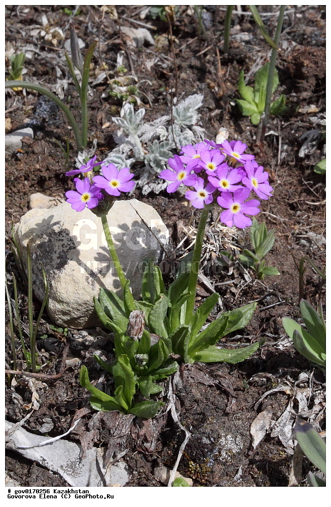 ����-������������� ����������, ����-������������ ��������������� ��������� ����������, ���������, ������� ����, ����������� ����, ��������, �����, ������ ��������, ���������� ��������, ������������ ��������, ������������ ��������, ����������� ��������, �����, ����������� ��������, �����, ����������� ��������, �����������, ������, �����, XYZ, ������������, ����������, Primulaceae, ��������� ��������, ������� ��������, Primula algida, Aleuritia algida, ������������ ��������, ������������ ��������, ������������, ������������