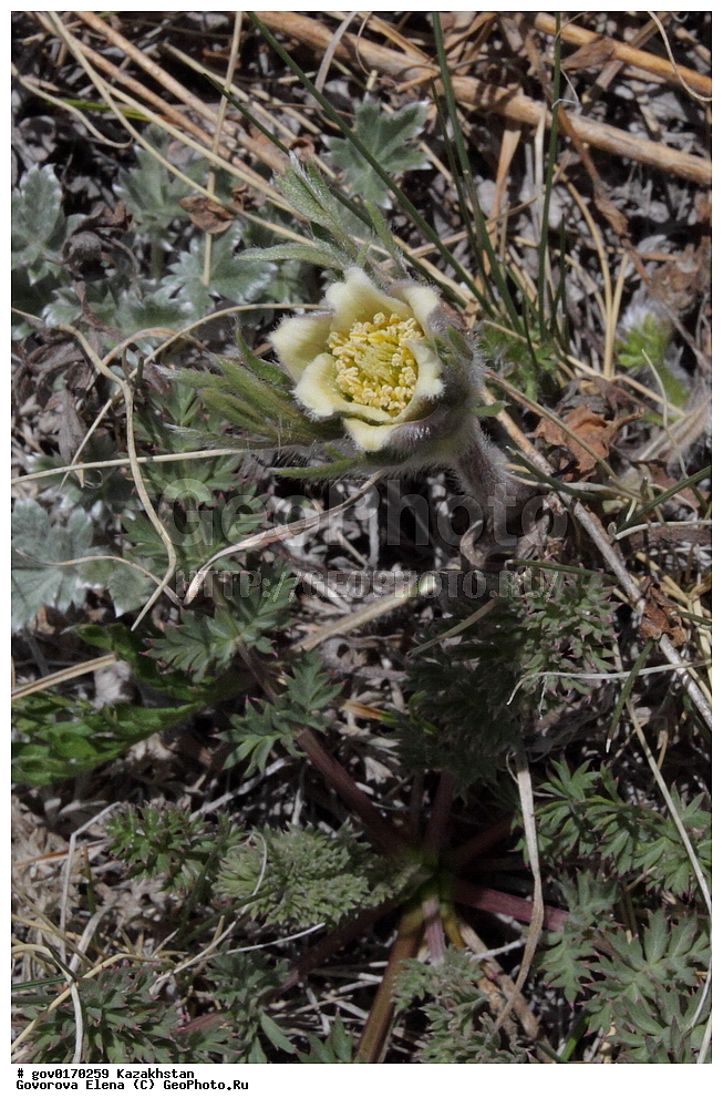 ����-������������� ����������, ����-������������ ��������������� ��������� ����������, ���������, ������� ����, ����������� ����, ��������, �����, ������ ��������, ���������� ��������, ������������ ��������, ������������ ��������, ����������� ��������, �����, ����������� ��������, �����, ����������� ��������, �����������, ������, �����, XYZ, ���������, Ranunculaceae, �������� �������������, Pulsatilla campanella, ������������ ��������, ������������ ��������, ������������, ������������