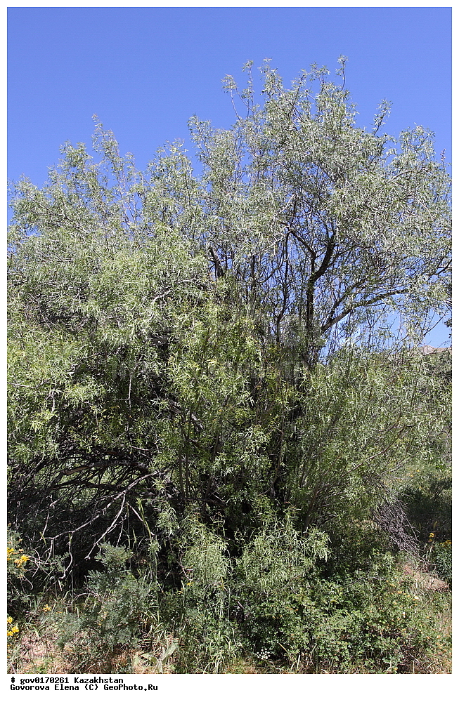  ����-������������� ����������, ����-������������ ��������������� ��������� ����������, ���������, ������� ����, ����������� ����, ��������, �����, ������ ��������, ���������� ��������, ������������ ��������, ������������ ��������, ������, ����������� ��������, �����������, �����, �����, �����, ������, ����, �����, XYZ, ������������, �������, �����������, Rosaceae, ����� ������, ����� ������������, Pyrus regelii, Pyrus heterophylla, ������������ ��������, ������������ ��������, ������������, ������������