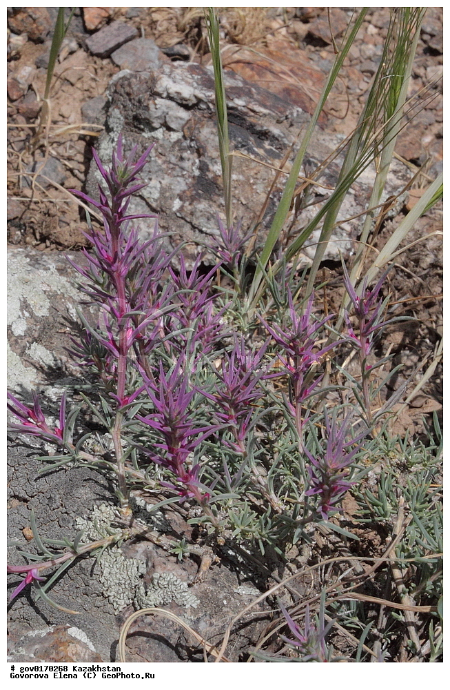 ����-������������� ����������, ����-������������ ��������������� ��������� ����������, ���������, ������� ����, ����������� ����, ��������, �����, ������ ��������, ���������� ��������, ������������ ��������, ������������ ��������, ����������� ��������, �����, ����������� ��������, �����, ����������� ��������, �����������, ������, �����, XYZ, �������, Chenopodiaceae, ������������, ����������� ������, Rhaphidophyton regelii, Noaea regelii, ������������ ��������, ������������ ��������, ������������, ������������