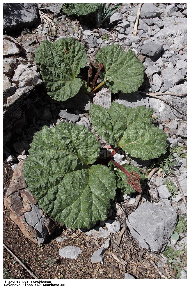 ����-������������� ����������, ����-������������ ��������������� ��������� ����������, ���������, ������� ����, ����������� ����, ��������, �����, ������ ��������, ���������� ��������, ������������ ��������, ������������ ��������, ����������� ��������, �����, ����������� ��������, �����, ����������� ��������, �����������, ������, �����, XYZ, ���������, ����������, Polygonaceae, ������ �����������, Rheum maximowiczii, ������������ ��������, ������������ ��������, ������������, ������������