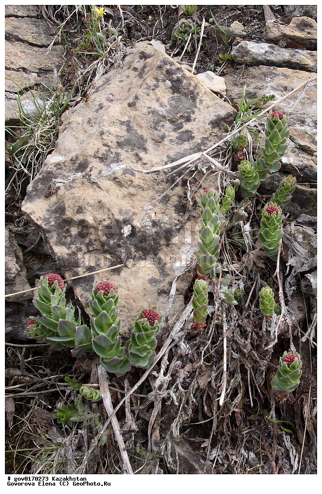  ����-������������� ����������, ����-������������ ��������������� ��������� ����������, ���������, ������� ����, ����������� ����, ��������, �����, ������ ��������, ���������� ��������, ������������ ��������, ������������ ��������, ����������� ��������, �����, ����������� ��������, �����, ����������� ��������, �����������, ������, �����, XYZ, ������������,Crassulaceae, ������������, ������� �������������, Rhodiola heterodonta, Rhodiola viridula, Sedum heterodontum, ������������ ��������, ������������ ��������, ������������, ������������