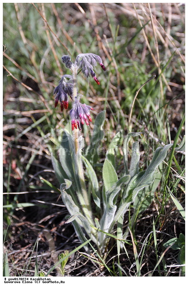 ����-������������� ����������, ����-������������ ��������������� ��������� ����������, ���������, ������� ����, ����������� ����, ��������, �����, ������ ��������, ���������� ��������, ������������ ��������, ������������ ��������, ����������� ��������, �����, ����������� ��������, �����, ����������� ��������, �����������, ������, �����, XYZ, ������������, Boraginaceae, ������������, ������� �������������������, Rindera oblongifolia, ������������ ��������, ������������ ��������, ������������, ������������