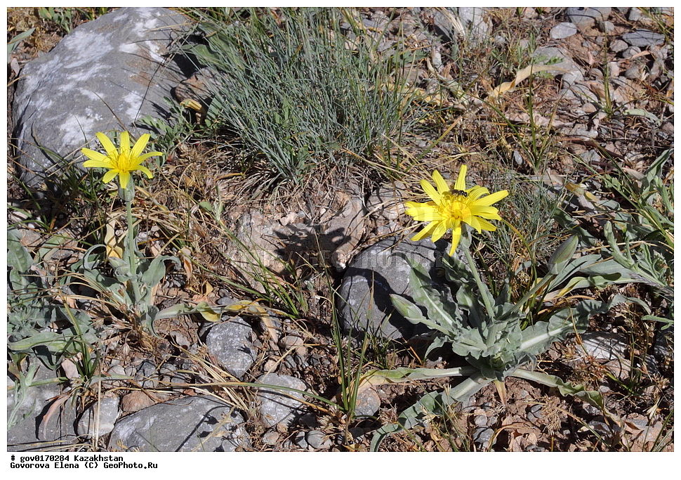 ����-������������� ����������, ����-������������ ��������������� ��������� ����������, ���������, ������� ����, ����������� ����, ��������, �����, ������ ��������, ���������� ��������, ������������ ��������, ������������ ��������, ����������� ��������, �����, ����������� ��������, �����, ����������� ��������, �����������, ������, �����, XYZ, ��������, �������������, Asteraceae, Compositae, ������� �����������, ������� ����������, ������� ����������, Scorzonera inconspicua, Scorzonera chantavica, ������������ ��������, ������������ ��������, ������������, ������������