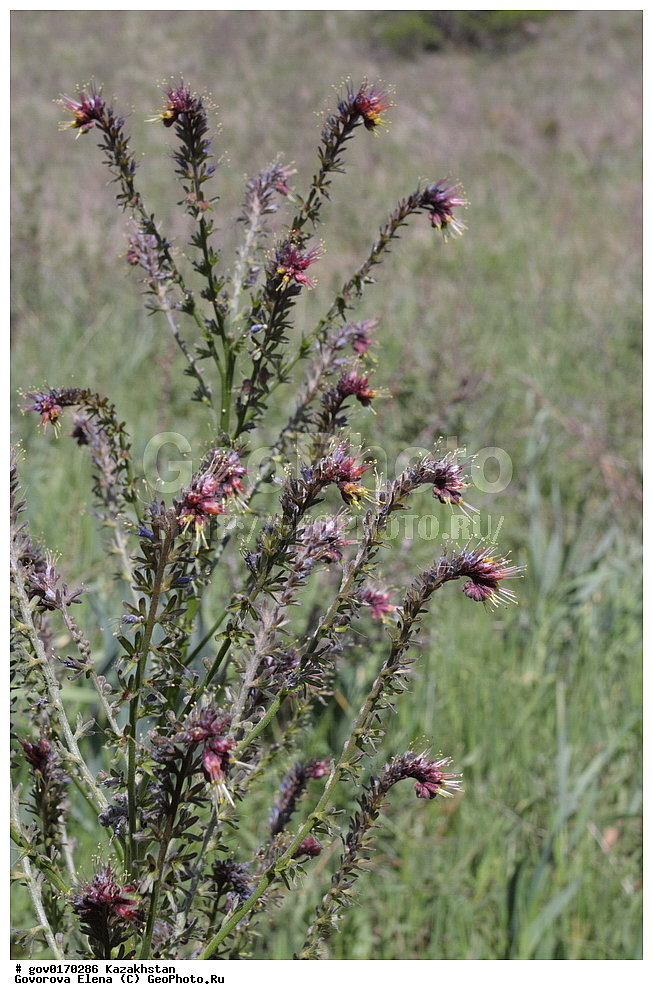 ����-������������� ����������, ����-������������ ��������������� ��������� ����������, ���������, ������� ����, ����������� ����, ��������, �����, ������ ��������, ���������� ��������, ������������ ��������, ������������ ��������, ����������� ��������, �����, ����������� ��������, �����, ����������� ��������, �����������, ������, �����, XYZ, ������������, Boraginaceae, ������������, ���������� ����������, ���������� ����������, ����������� ����������, Solenanthus circinnatus, Cynoglossum circinnatum, Solenanthus coronatus, ������������ ��������, ������������ ��������, ������������, ������������