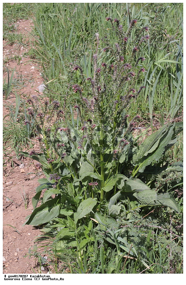 ����-������������� ����������, ����-������������ ��������������� ��������� ����������, ���������, ������� ����, ����������� ����, ��������, �����, ������ ��������, ���������� ��������, ������������ ��������, ������������ ��������, ����������� ��������, �����, ����������� ��������, �����, ����������� ��������, �����������, ������, �����, XYZ, ������������, Boraginaceae, ������������, ���������� ����������, ���������� ����������, ����������� ����������, Solenanthus circinnatus, Cynoglossum circinnatum, Solenanthus coronatus, ������������ ��������, ������������ ��������, ������������, ������������