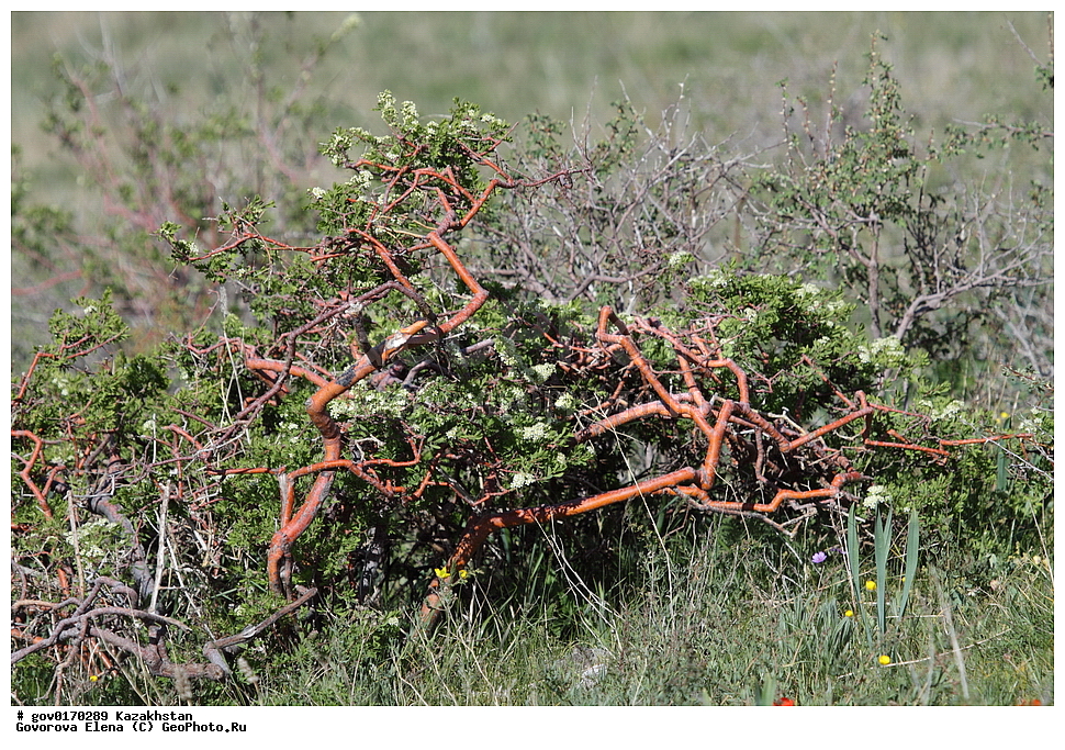 ����-������������� ����������, ����-������������ ��������������� ��������� ����������, ���������, ������� ����, ����������� ����, ��������, �����, ������ ��������, ���������� ��������, ������������ ��������, ������������ ��������, ���������, ����������, ����������� ��������, �����������, ������, �����, XYZ, ������������, �������, �����������, Rosaceae, ������ ���������������, ������� ���������������, Spiraea hypericifolia, ������������ ��������, ������������ ��������, ������������, ������������