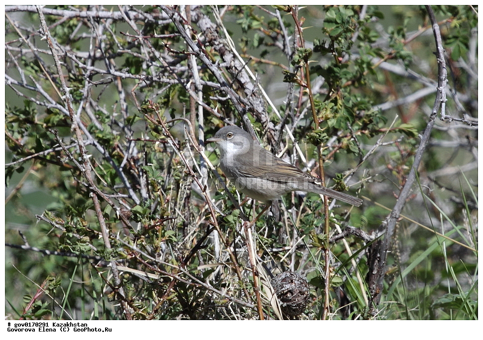 ����-������������� ����������, ����-������������ ��������������� ��������� ����������, ���������, ������� ����, ����������� ����, ��������, ��������, �����, �����, ��������, �����������, XYZ, ���������, Sylviidae, ����� ������, Sylvia communis