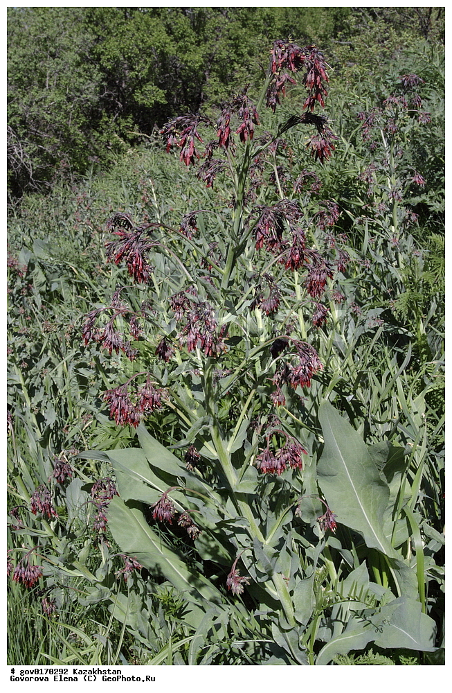 ����-������������� ����������, ����-������������ ��������������� ��������� ����������, ���������, ������� ����, ����������� ����, ��������, �����, ������ ��������, ���������� ��������, ������������ ��������, ������������ ��������, ����������� ��������, �����, ����������� ��������, �����, ����������� ��������, �����������, ������, �����, XYZ, ������������, Boraginaceae, ������������, ��������� ����������, ����������� ����������, Trachelanthus korolkowii, ������������ ��������, ������������ ��������, ������������, ������������