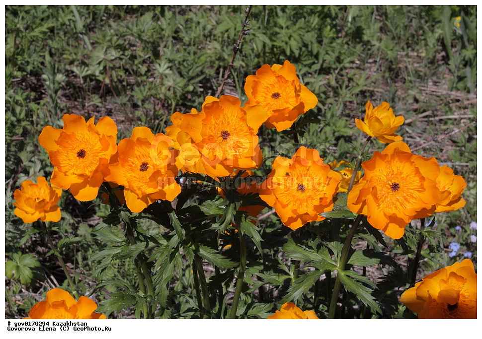 ����-������������� ����������, ����-������������ ��������������� ��������� ����������, ���������, ������� ����, ����������� ����, ��������, �����, ������ ��������, ���������� ��������, ������������ ��������, ������������ ��������, ����������� ��������, �����, ����������� ��������, �����, ����������� ��������, �����������, ������, �����, XYZ, ���������, Ranunculaceae, ���������� ���������, ����� ���������, Trollius altaicus, ������������ ��������, ������������ ��������, ������������, ������������