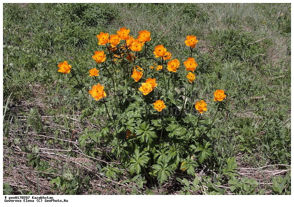 ����-������������� ����������, ����-������������ ��������������� ��������� ����������, ���������, ������� ����, ����������� ����, ��������, �����, ������ ��������, ���������� ��������, ������������ ��������, ������������ ��������, ����������� ��������, �����, ����������� ��������, �����, ����������� ��������, �����������, ������, �����, XYZ, ���������, Ranunculaceae, ���������� ���������, ����� ���������, Trollius altaicus, ������������ ��������, ������������ ��������, ������������, ������������