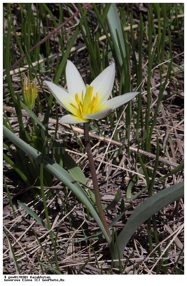 ����-������������� ����������, ����-������������ ��������������� ��������� ����������, ���������, ������� ����, ����������� ����, ��������, �����, ������ ��������, ���������� ��������, ������������ ��������, ������������ ��������, ����������� ��������, �����, ����������� ��������, �����, ����������� ��������, �����������, ������, �����, XYZ, ��������, Liliaceae, ������� ������������������������, Tulipa dasystemonoides, ������������ ��������, ������������ ��������, ������������, ������������, ���������� ��������, ���������� ��������, ��������