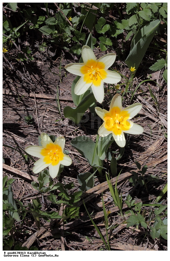 ����-������������� ����������, ����-������������ ��������������� ��������� ����������, ���������, ������� ����, ����������� ����, ��������, �����, ������ ��������, ���������� ��������, ������������ ��������, ������������ ��������, ����������� ��������, �����, ����������� ��������, �����, ����������� ��������, �����������, ������, �����, XYZ, ��������, Liliaceae, ������� ��������, ������� �������������, �������-��������, Tulipa kaufmanniana, ������������ ��������, ������������ ��������, ������������, ������������, ���������� ��������, ���������� ��������, ��������