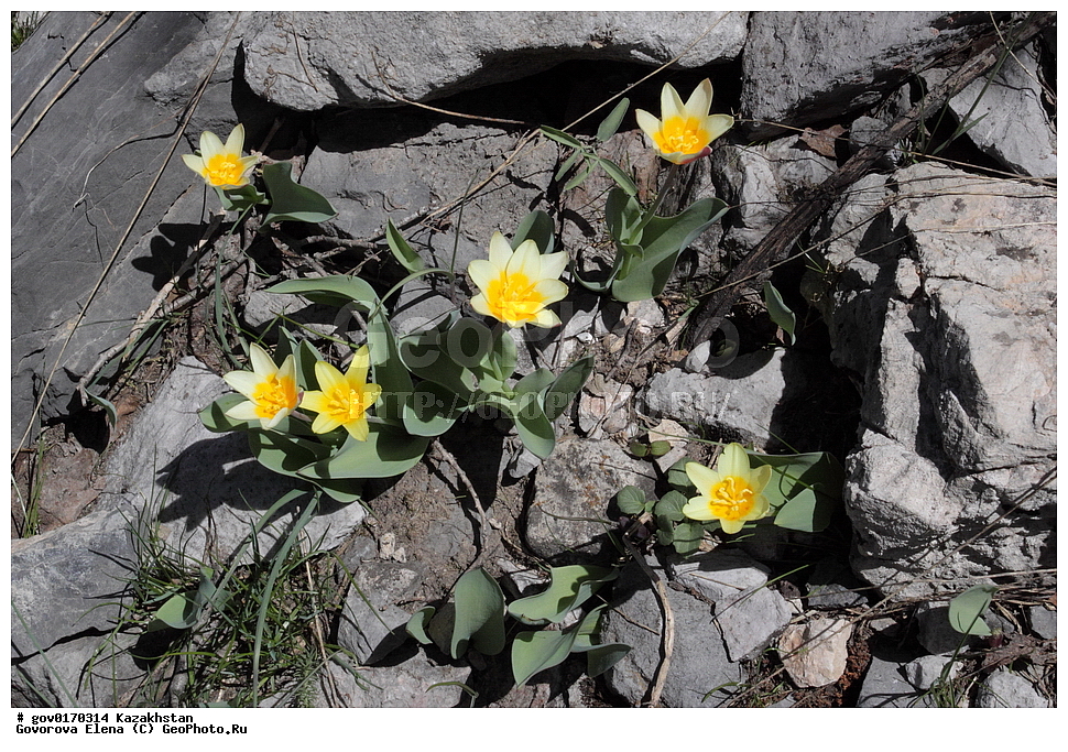 ����-������������� ����������, ����-������������ ��������������� ��������� ����������, ���������, ������� ����, ����������� ����, ��������, �����, ������ ��������, ���������� ��������, ������������ ��������, ������������ ��������, ����������� ��������, �����, ����������� ��������, �����, ����������� ��������, �����������, ������, �����, XYZ, ��������, Liliaceae, ������� ��������, ������� �������������, �������-��������, Tulipa kaufmanniana, ������������ ��������, ������������ ��������, ������������, ������������, ���������� ��������, ���������� ��������, ��������