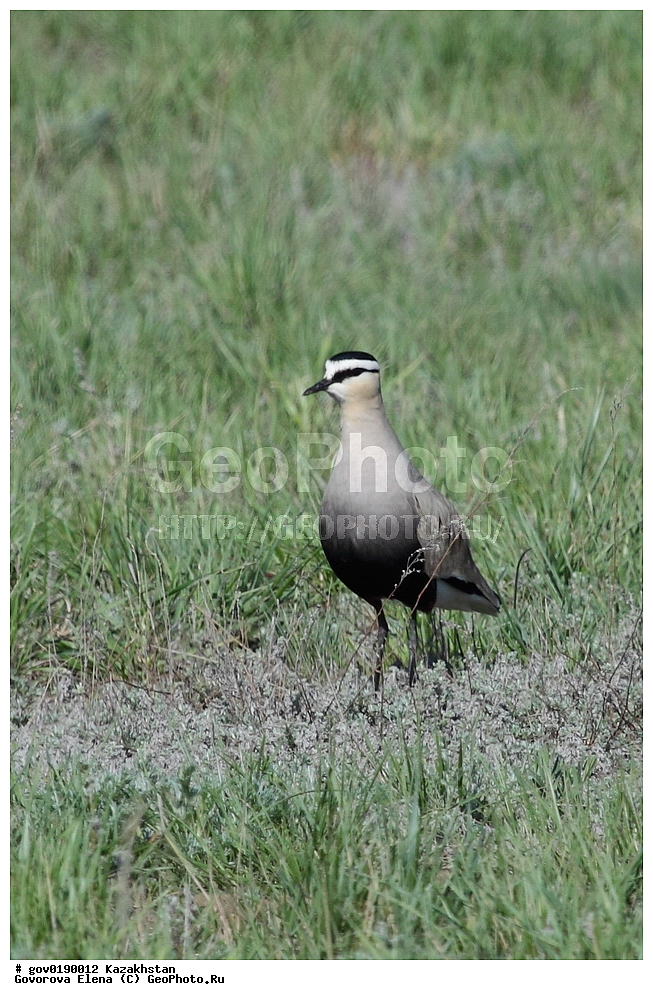 ������������� ����������, ������������� ��������������� ��������� ����������, ��������������� ��������������� ��������� ����������, ���������, ������� ����, ����������� ����, ��������, ��������, �����, �����, ��������, �����������, �����, ������, XYZ, ���������, Charadriidae, ��������, ��������, ������� ��������, Vanellus gregarius, Chettusia gregaria