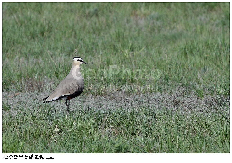 ������������� ����������, ������������� ��������������� ��������� ����������, ��������������� ��������������� ��������� ����������, ���������, ������� ����, ����������� ����, ��������, ��������, �����, �����, ��������, �����������, �����, ������, XYZ, ���������, Charadriidae, ��������, ��������, ������� ��������, Vanellus gregarius, Chettusia gregaria