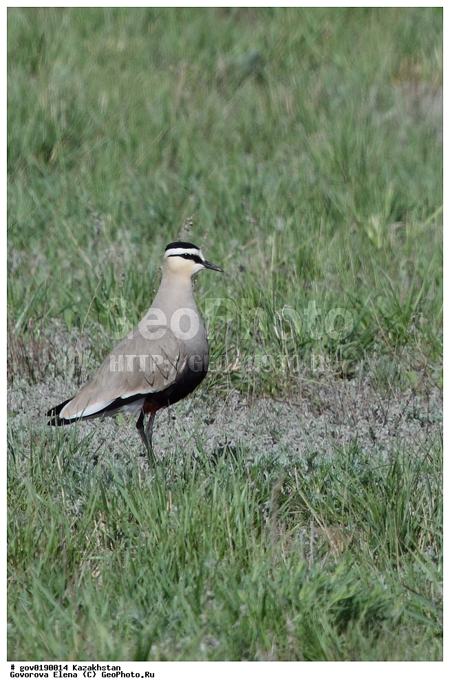 ������������� ����������, ������������� ��������������� ��������� ����������, ��������������� ��������������� ��������� ����������, ���������, ������� ����, ����������� ����, ��������, ��������, �����, �����, ��������, �����������, �����, ������, XYZ, ���������, Charadriidae, ��������, ��������, ������� ��������, Vanellus gregarius, Chettusia gregaria