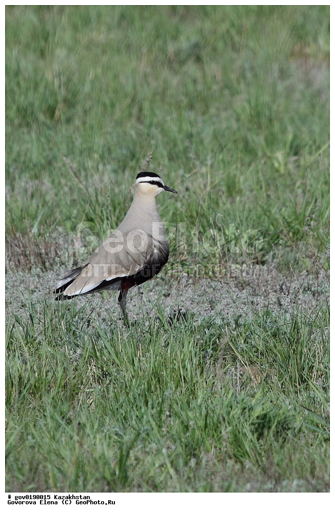 ������������� ����������, ������������� ��������������� ��������� ����������, ��������������� ��������������� ��������� ����������, ���������, ������� ����, ����������� ����, ��������, ��������, �����, �����, ��������, �����������, �����, ������, XYZ, ���������, Charadriidae, ��������, ��������, ������� ��������, Vanellus gregarius, Chettusia gregaria