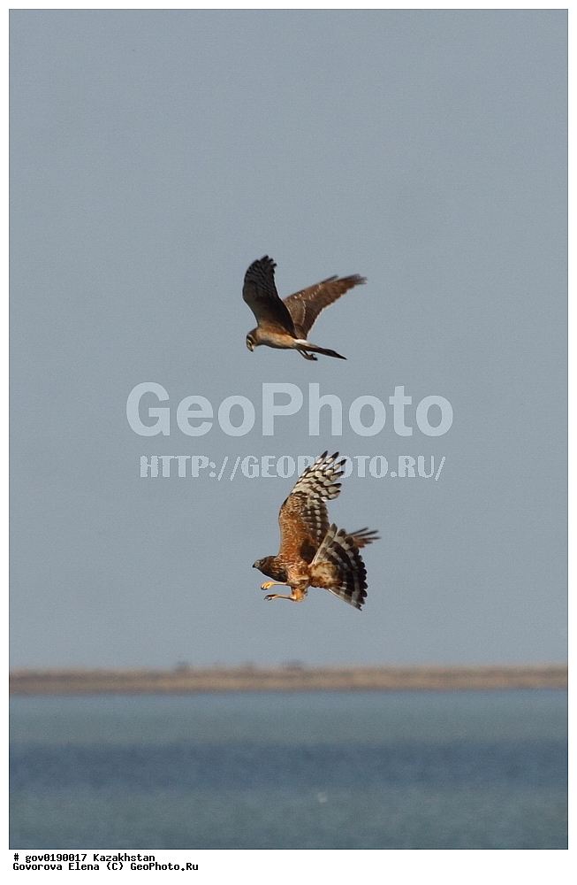 ������������� ����������, ������������� ��������������� ��������� ����������, ��������������� ��������������� ��������� ����������, ���������, ������� ����, ����������� ����, ��������, ��������, �����, �����, ��������, �����������, ������ �����, ������ �����, XYZ, ����������, Accipitridae, ������� ����, Circus macrourus