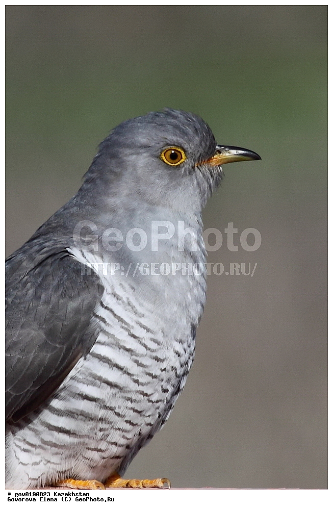 ������������� ����������, ������������� ��������������� ��������� ����������, ��������������� ��������������� ��������� ����������, ���������, ������� ����, ����������� ����, ��������, ��������, �����, �����, ��������, �����������, XYZ, ����������, Cuculidae, ������������ �������, Cuculus canorus