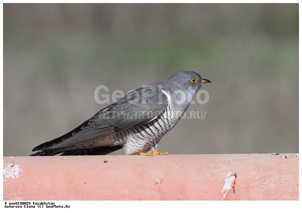 ������������� ����������, ������������� ��������������� ��������� ����������, ��������������� ��������������� ��������� ����������, ���������, ������� ����, ����������� ����, ��������, ��������, �����, �����, ��������, �����������, XYZ, ����������, Cuculidae, ������������ �������, Cuculus canorus