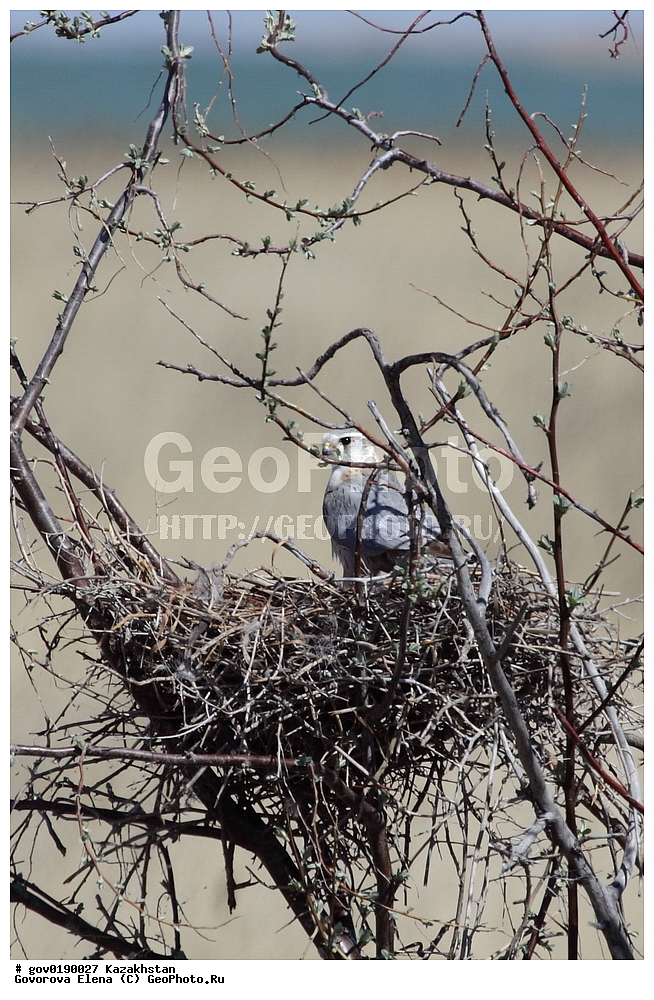 ������������� ����������, ������������� ��������������� ��������� ����������, ��������������� ��������������� ��������� ����������, ���������, ������� ����, ����������� ����, ��������, ��������, �����, �����, ��������, �����������, ������ �����, ������ �����, XYZ, ���������, Falconidae, �������, �������, �������, ���������, ��������, �����, �������, ��������, Falco columbarius